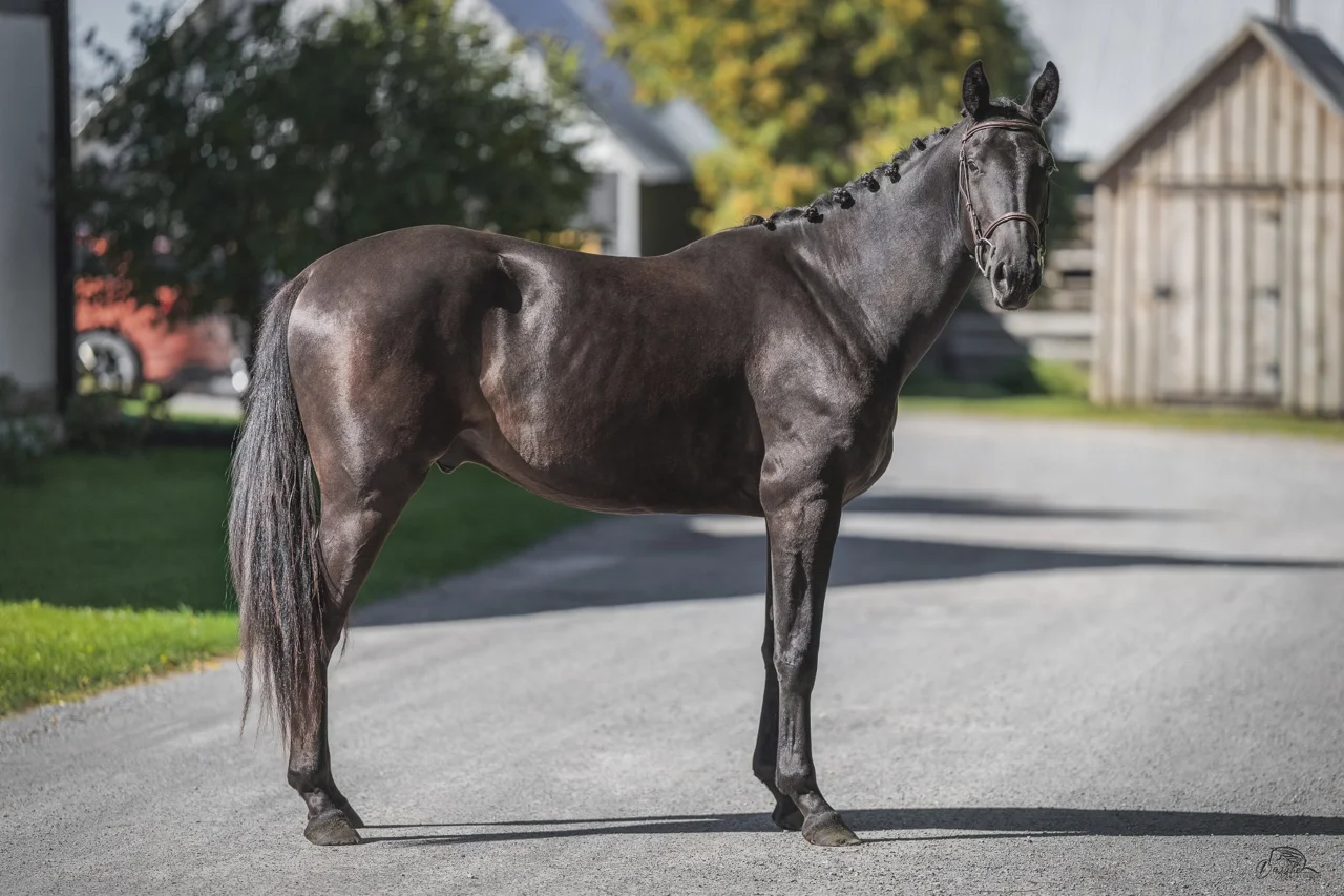 Monsieur DF, black 2024 dressage gelding