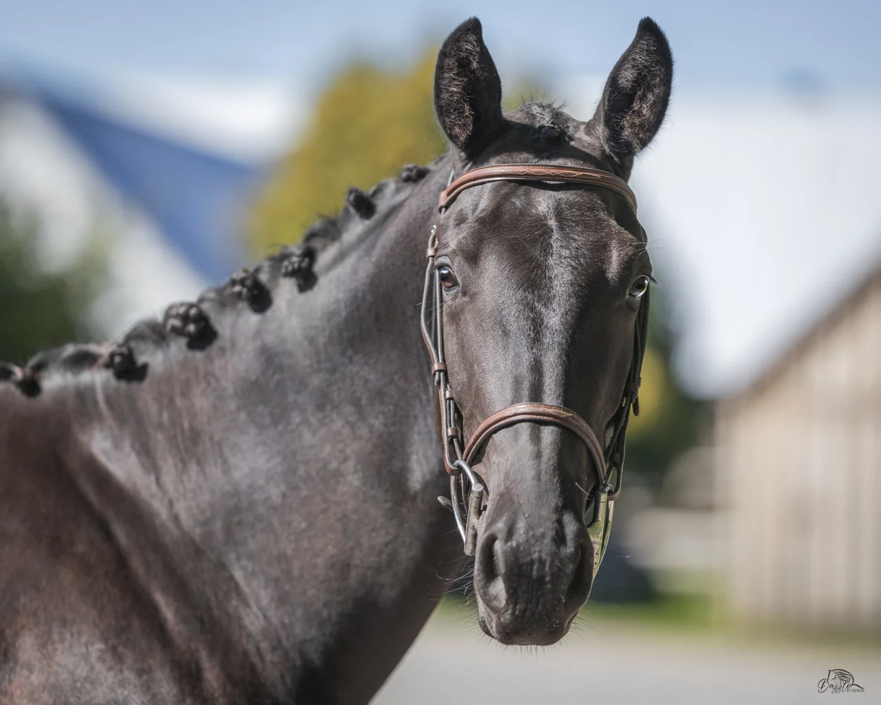 Monsieur DF, black 2024 dressage gelding