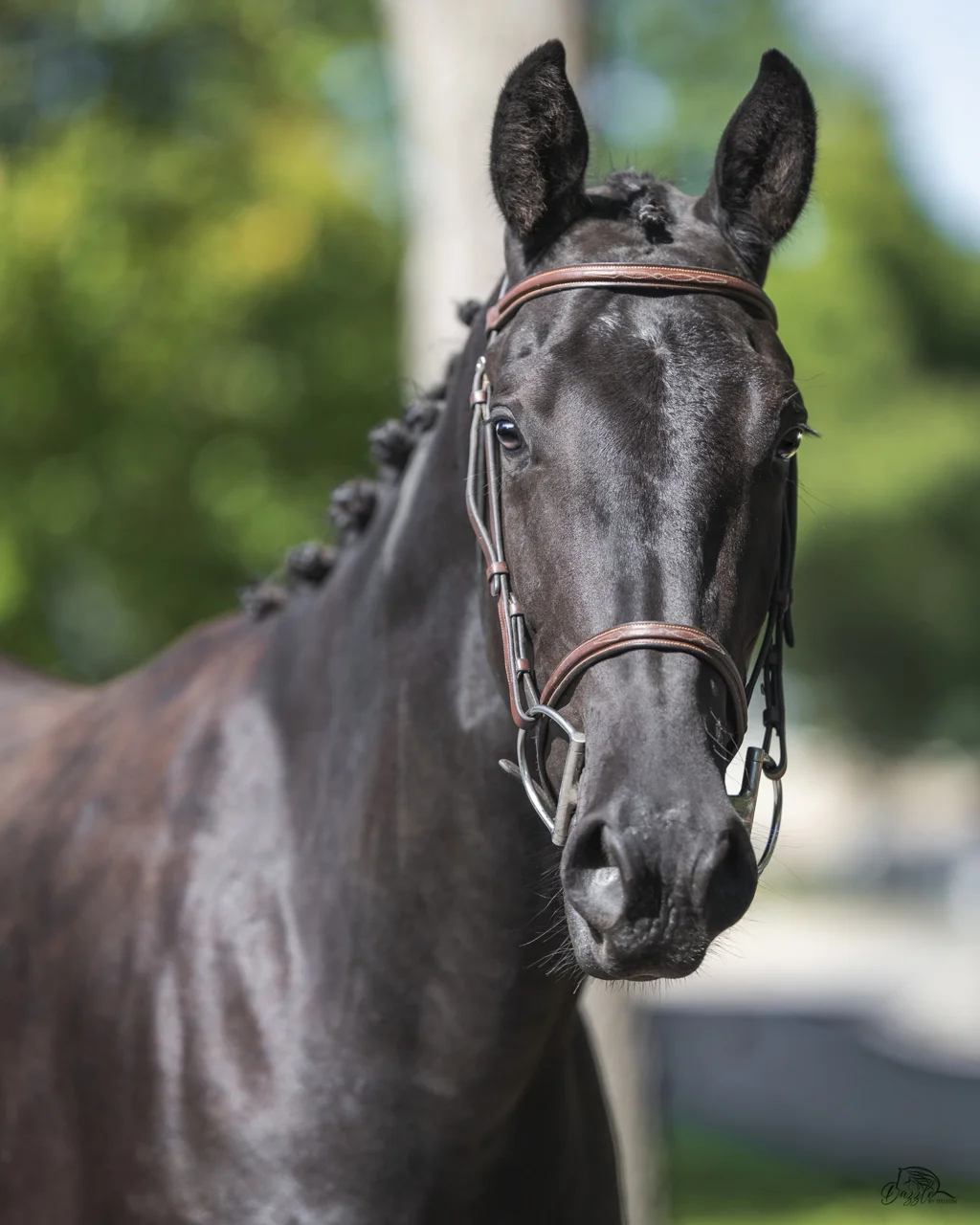 Monsieur DF, black 2024 dressage gelding