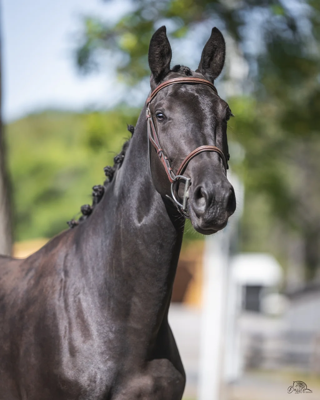 Monsieur DF, black 2024 dressage gelding