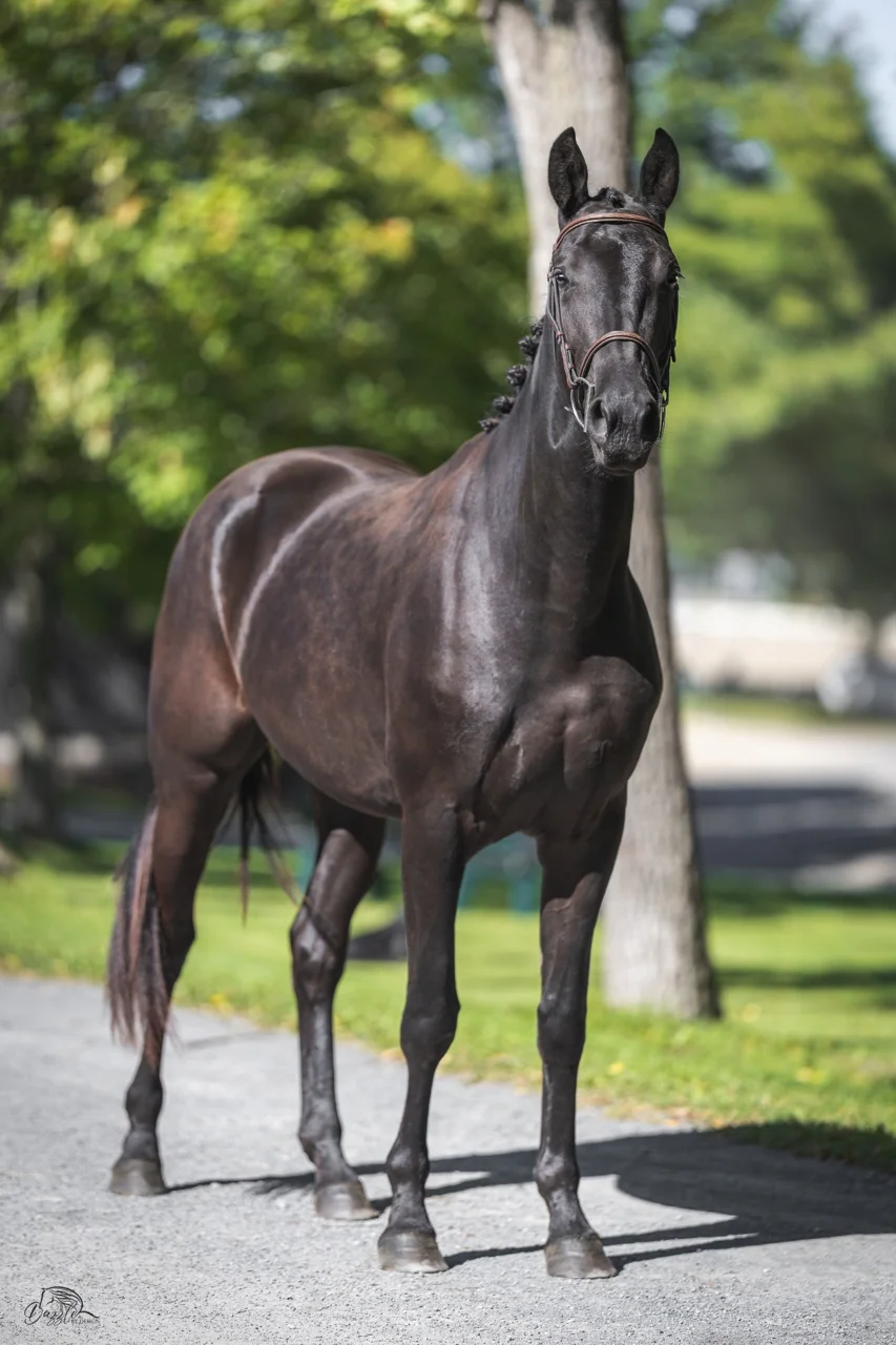 Monsieur DF, black 2024 dressage gelding