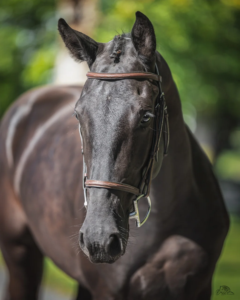 Monsieur DF, black 2024 dressage gelding