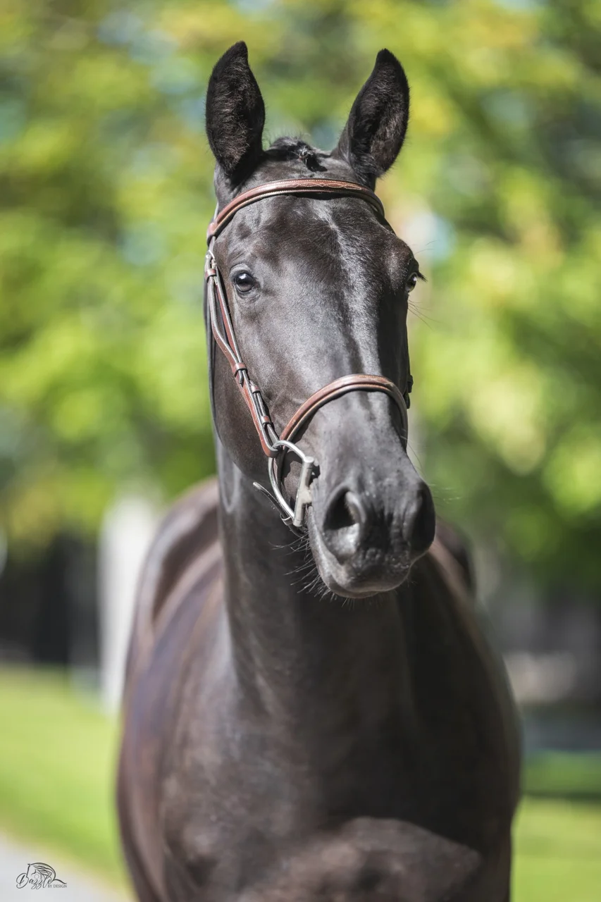 Monsieur DF, black 2024 dressage gelding