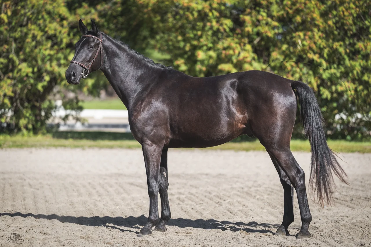 Monsieur DF, black 2024 dressage gelding — standing in profile