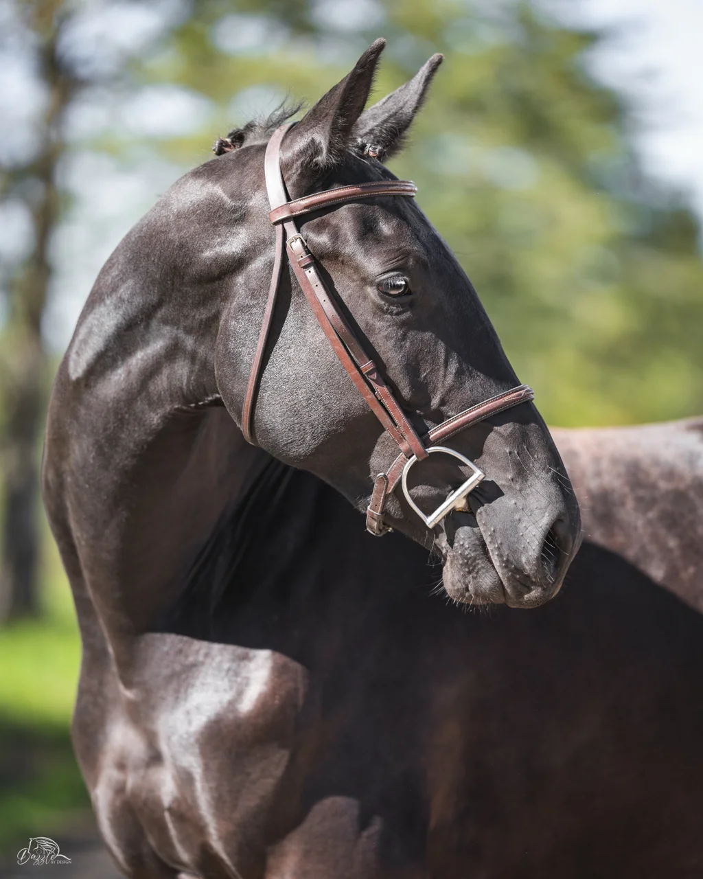 Monsieur DF, black 2024 dressage gelding
