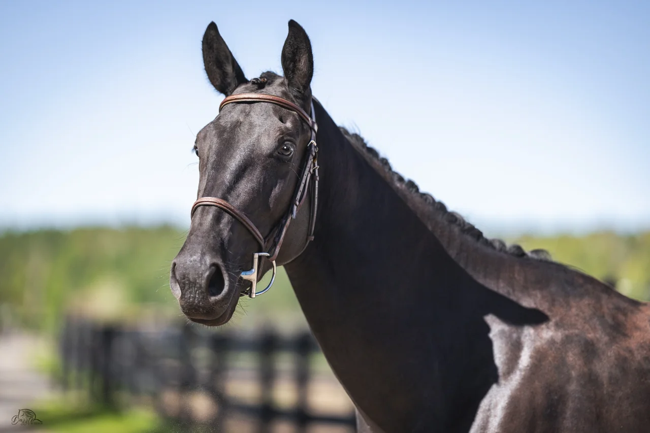 Monsieur DF, black 2024 dressage gelding