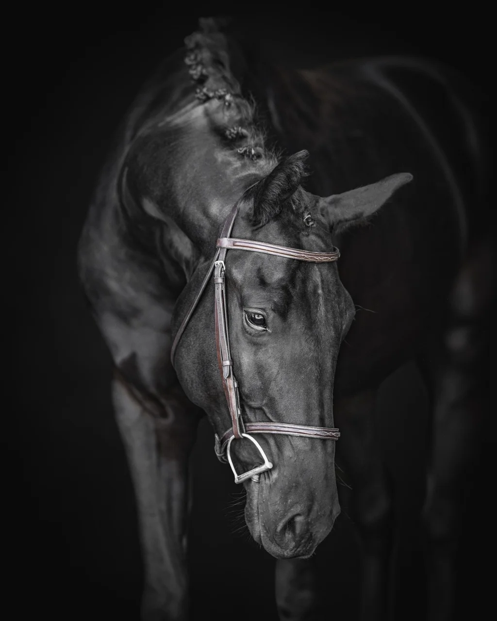 Monsieur DF, black 2024 dressage gelding
