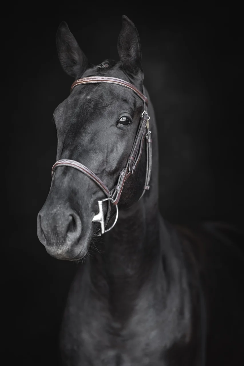 Monsieur DF, black 2024 dressage gelding