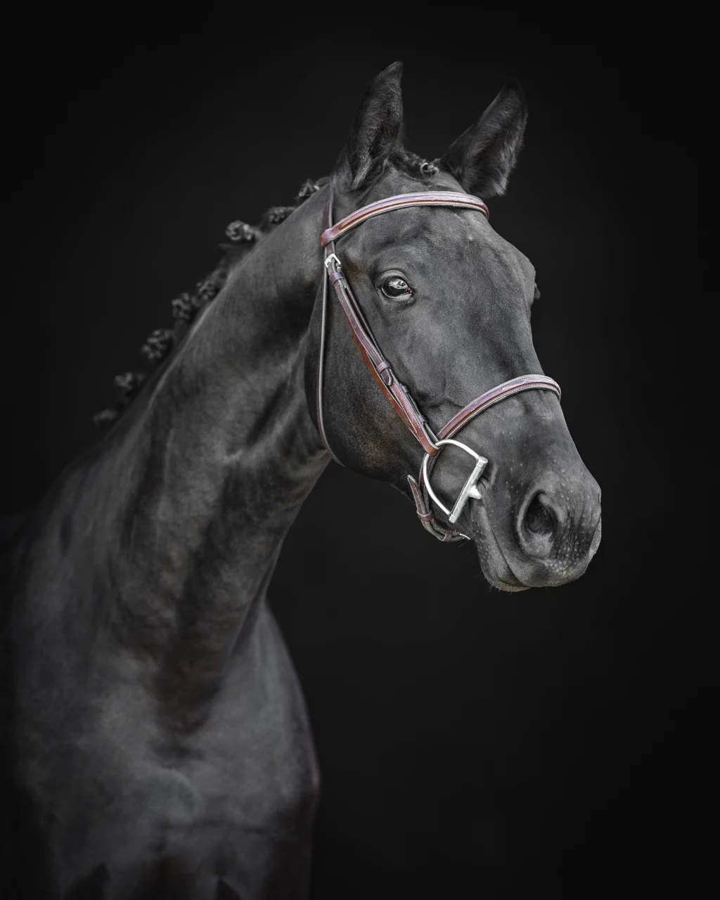 Monsieur DF, black 2024 dressage gelding