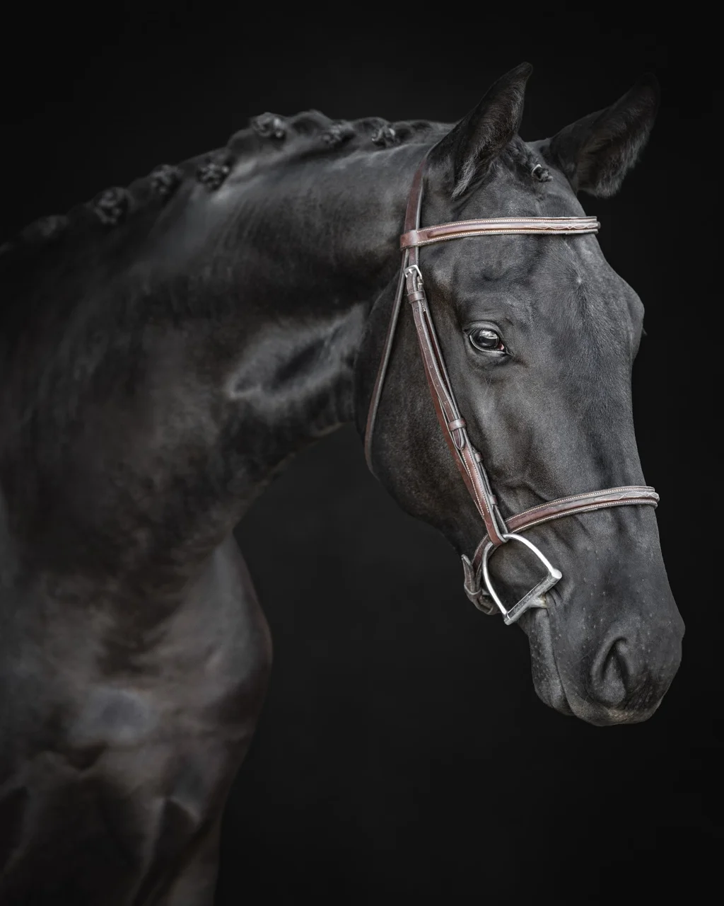 Monsieur DF, black 2024 dressage gelding — portrait